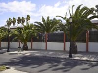 street scene in the daytime with palm trees and a white wall on either side of the road