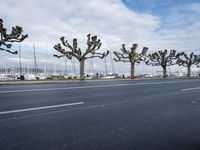 a road lined with trees near a harbor near boats and yachts in the water