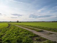 a dirt road is surrounded by a grassy green field and a lone tree in the distance