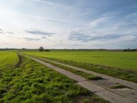 a dirt road is surrounded by a grassy green field and a lone tree in the distance