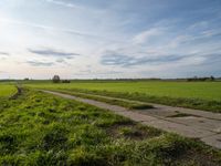 a dirt road is surrounded by a grassy green field and a lone tree in the distance