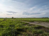 a dirt road is surrounded by a grassy green field and a lone tree in the distance