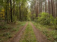 German Autumn Landscape: A Straight Dirt Road Through Nature