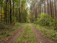 German Autumn Landscape: A Straight Dirt Road Through Nature