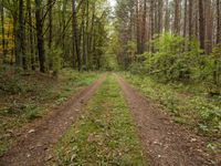 German Autumn Landscape: A Straight Dirt Road Through Nature