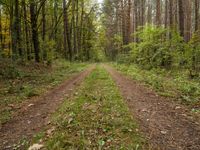 German Autumn Landscape: A Straight Dirt Road Through Nature