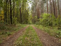 German Autumn Landscape: A Straight Dirt Road Through Nature