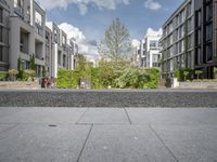 a small green tree is in the middle of a residential area with buildings and an enclosed walkway