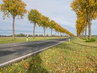 the asphalt road is lined by trees as autumn begins in the country side view has yellow leaves on it