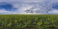 an image of a view of the sky over a field of flowers and weeds from a moving train window