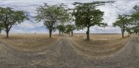 the three trees stand on an empty grassy field in different directions, in multiple views