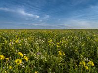 German Field: A Green Landscape Filled with Flowers