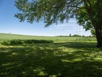 German Fields: Grass Dotted with Trees