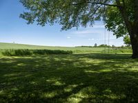 German Fields: Grass Dotted with Trees