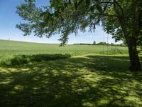 German Fields: Grass Dotted with Trees