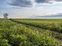 German Fields: Lush Grass under a Clear Sky