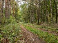 German Forest: Lush Vegetation in the Heart of Europe