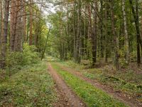 German Forest: Lush Vegetation in the Heart of Europe