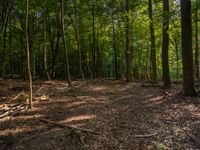 a forest with many trees that have fallen from them's branches around it at the end of the trail