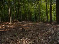 a forest with many trees that have fallen from them's branches around it at the end of the trail