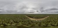 an aerial shot shows a forest with many trees in the foreground with a road going into the distance, and the sky is cloudy