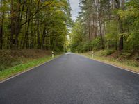 the empty road is surrounded by trees and foliages by the roadside near the town