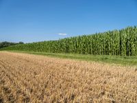 German Green Landscape: A Clear Sky Overhead