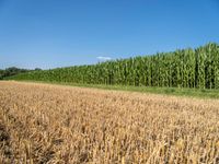 German Green Landscape: A Clear Sky Overhead