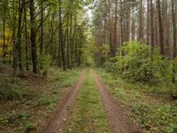 a dirt road splits through the green and brown woods on a hazy day while the trees are in focus