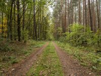 a dirt road splits through the green and brown woods on a hazy day while the trees are in focus