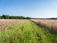 German Landscape: Fields of Agriculture