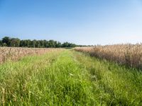 German Landscape: Fields of Agriculture