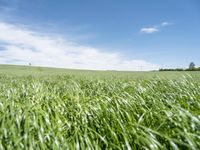 German Landscape: A Grassy Field with Clouds