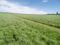 German Landscape: A Grassy Field with Clouds