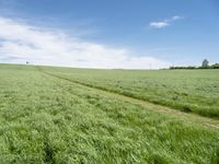 German Landscape: A Grassy Field with Clouds