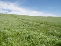 German Landscape: Green Fields as Far as the Eye Can See