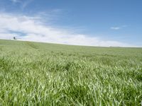 German Landscape: Green Fields as Far as the Eye Can See