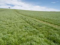 German Landscape: Green Fields as Far as the Eye Can See