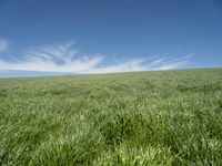 German Landscape: Green Fields under a Clear Sky