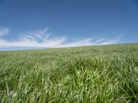 German Landscape: Green Fields under a Clear Sky