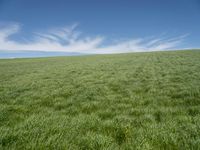 German Landscape: Green Fields under a Clear Sky