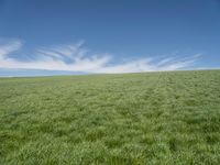 German Landscape: Green Fields under a Clear Sky