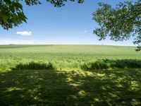 German Landscape: Green Grass Field