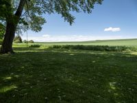 a large field of green grass near trees with clouds in the background of the sky