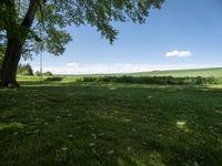 a large field of green grass near trees with clouds in the background of the sky