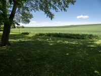 a large field of green grass near trees with clouds in the background of the sky