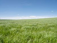 German Landscape: Rural Field of Green