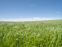 German Landscape: Rural Field of Green