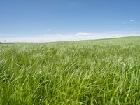 German Landscape: Rural Field of Green