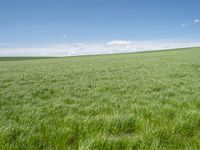 German Landscape: Rural Field of Green